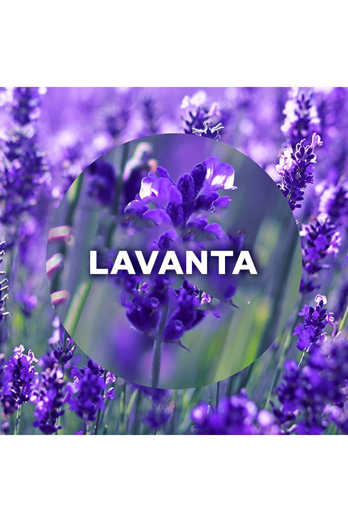 AİR WİCK ELEKTRİKLİ ODA KOKUSU YEDEK LAVANTA-